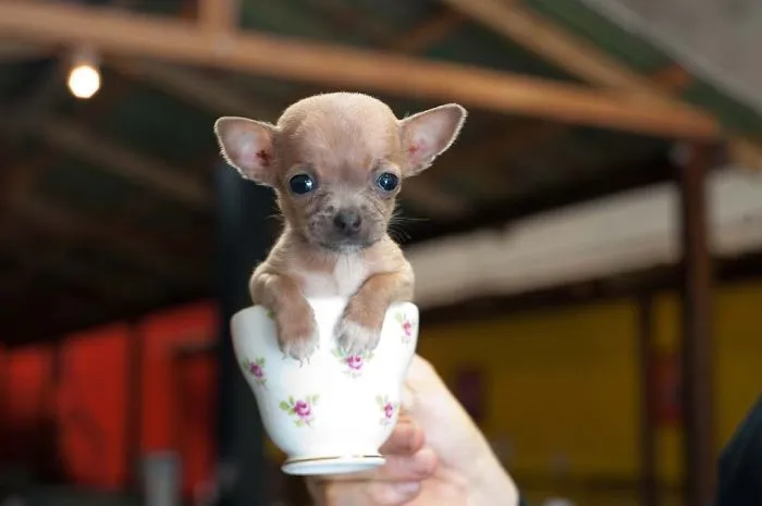 70 Cups Full Of Cuteness
