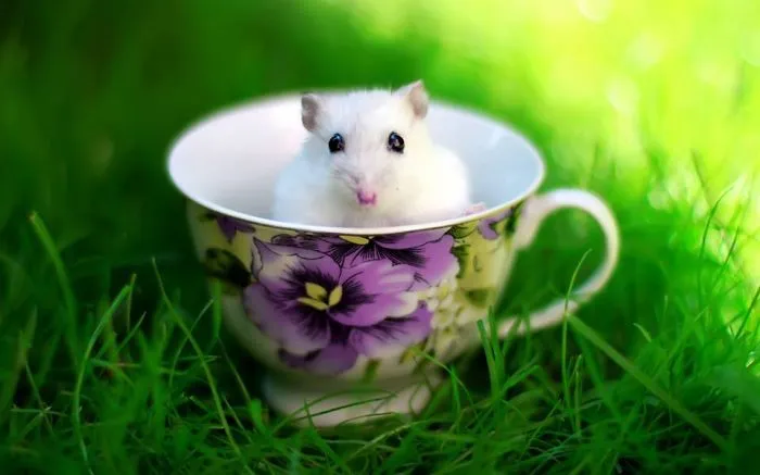 70 Cups Full Of Cuteness