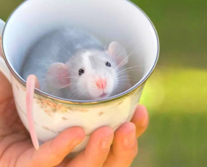 70 Cups Full Of Cuteness