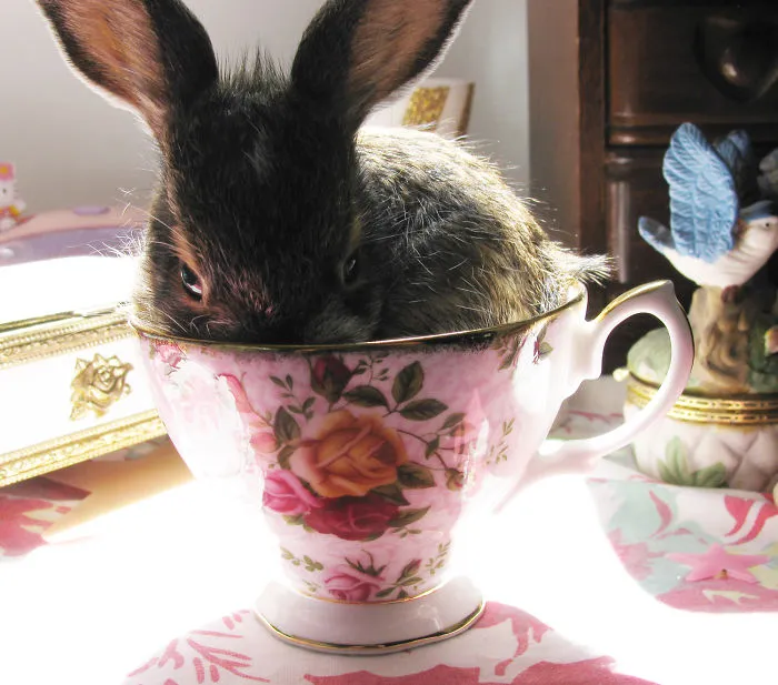 70 Cups Full Of Cuteness