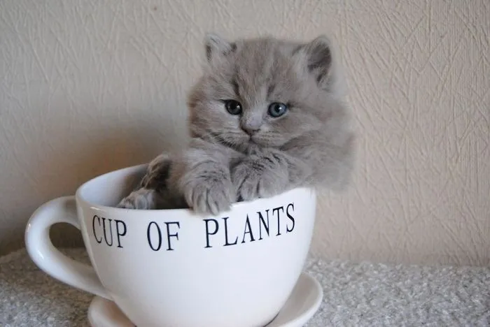 70 Cups Full Of Cuteness