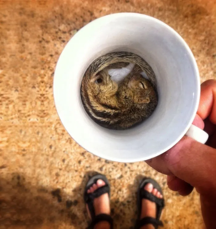70 Cups Full Of Cuteness