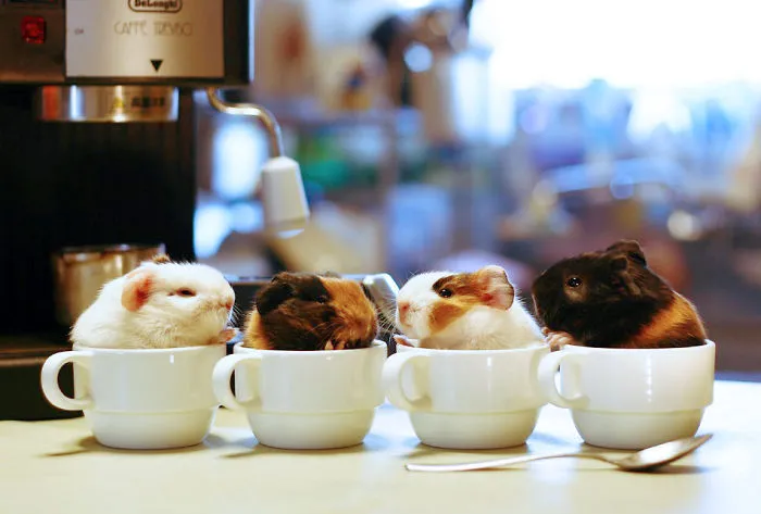 70 Cups Full Of Cuteness