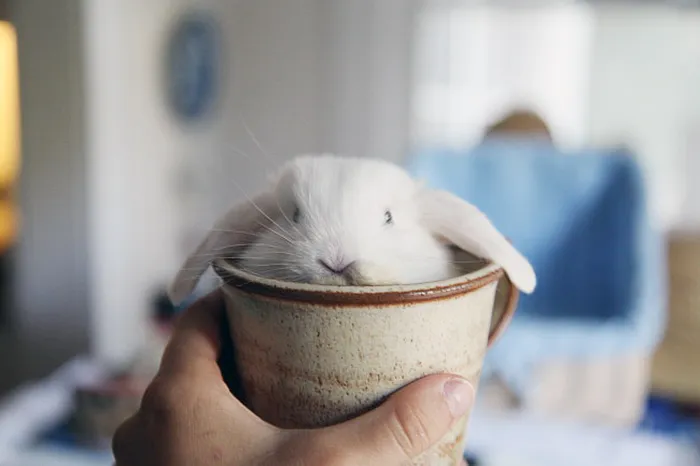 70 Cups Full Of Cuteness