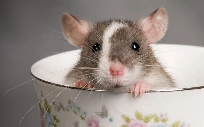 70 Cups Full Of Cuteness