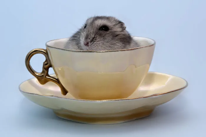 70 Cups Full Of Cuteness