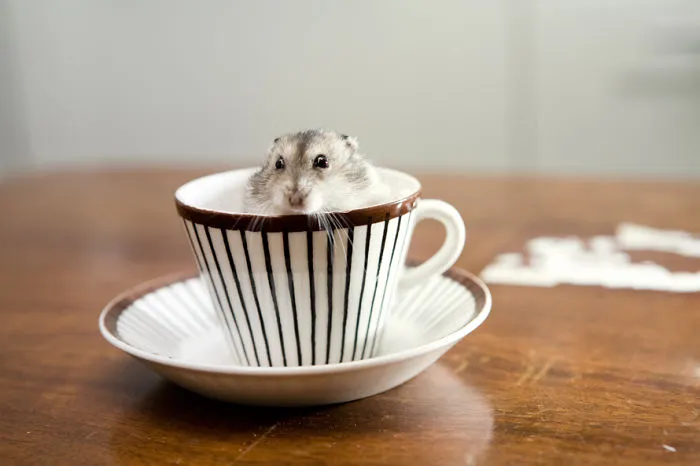 70 Cups Full Of Cuteness