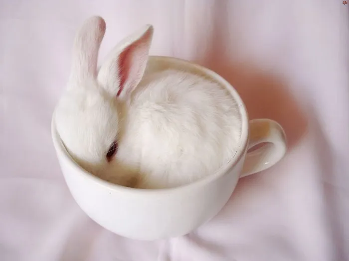 70 Cups Full Of Cuteness