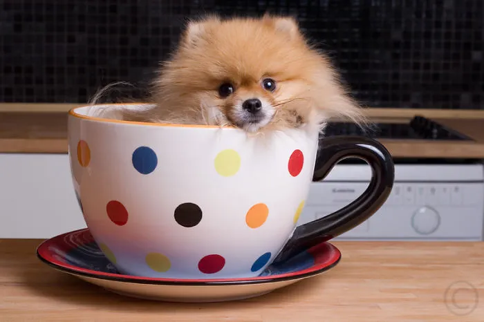 70 Cups Full Of Cuteness