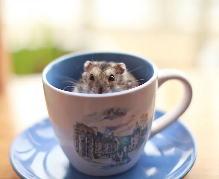 70 Cups Full Of Cuteness