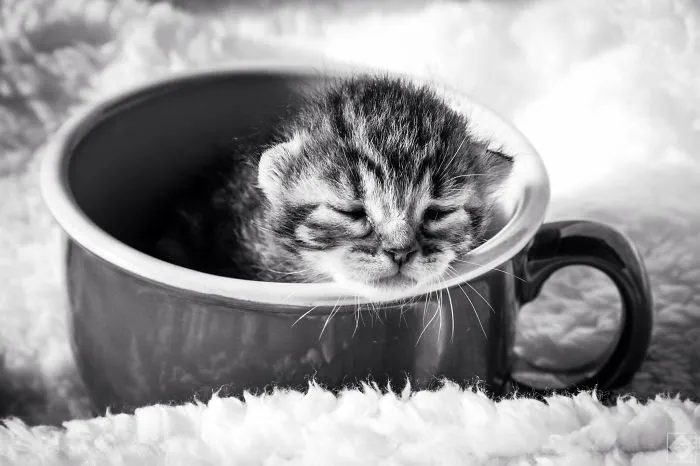 70 Cups Full Of Cuteness
