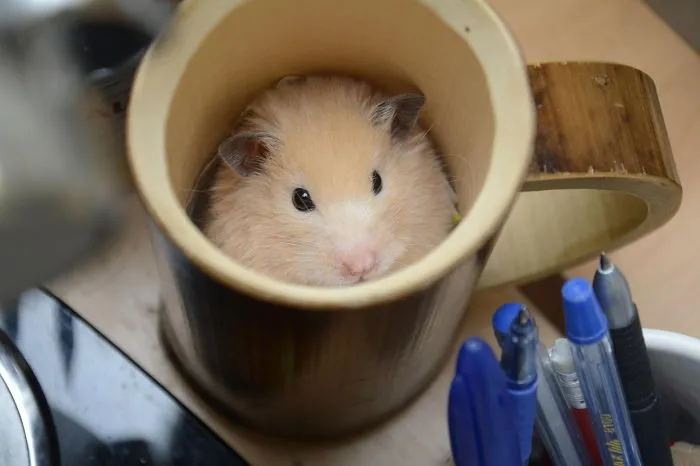 70 Cups Full Of Cuteness
