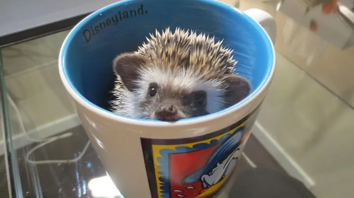70 Cups Full Of Cuteness