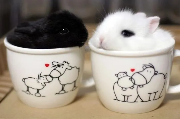 70 Cups Full Of Cuteness