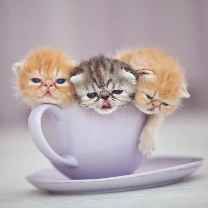 70 Cups Full Of Cuteness