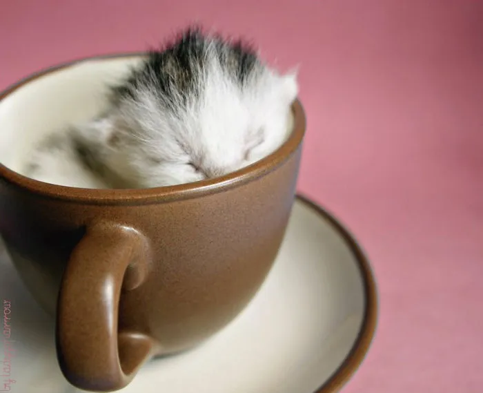 70 Cups Full Of Cuteness
