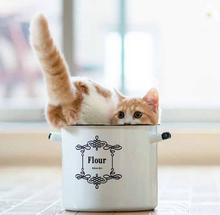 70 Cups Full Of Cuteness