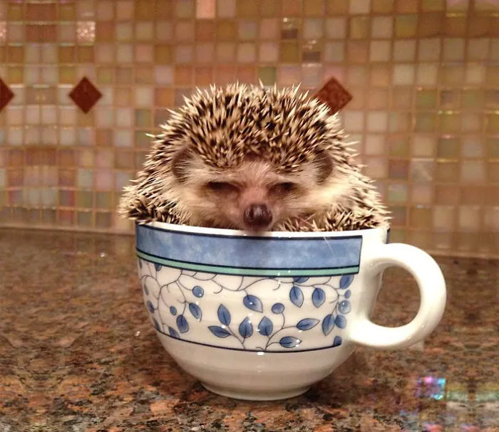 70 Cups Full Of Cuteness
