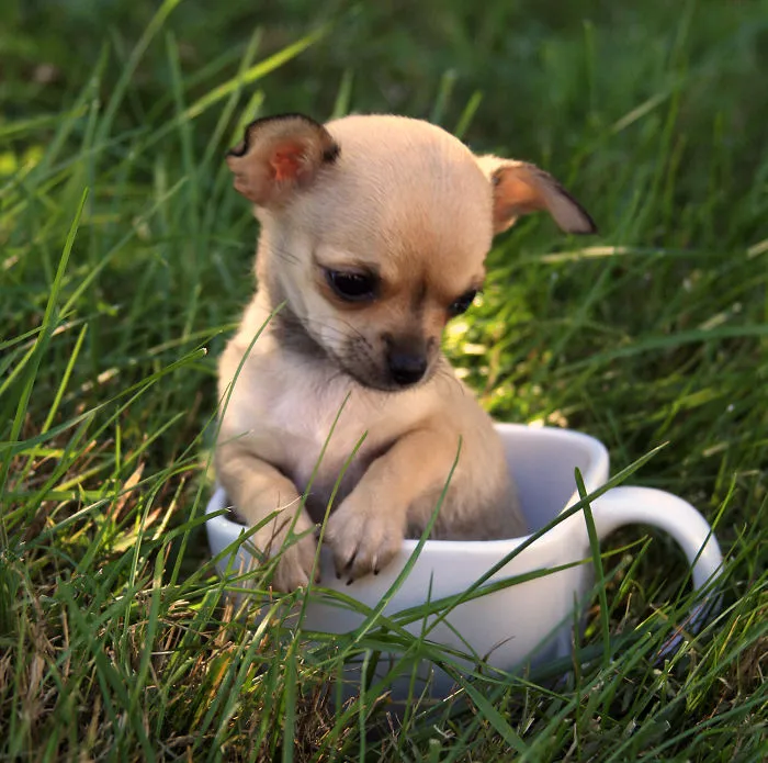 70 Cups Full Of Cuteness