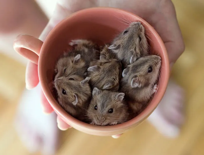 70 Cups Full Of Cuteness