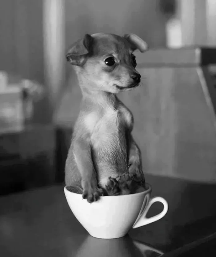 70 Cups Full Of Cuteness