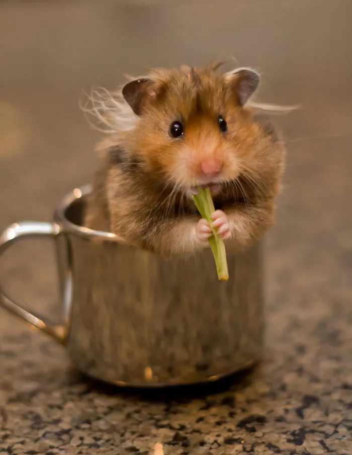 70 Cups Full Of Cuteness