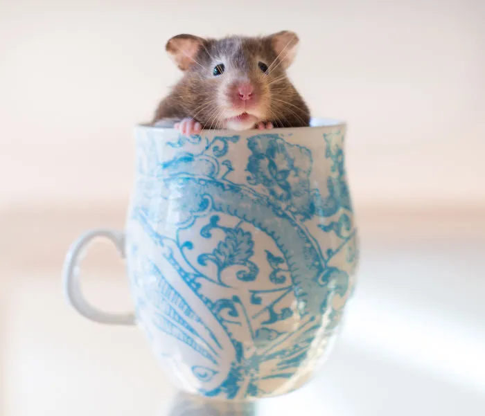 70 Cups Full Of Cuteness