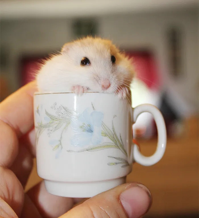 70 Cups Full Of Cuteness