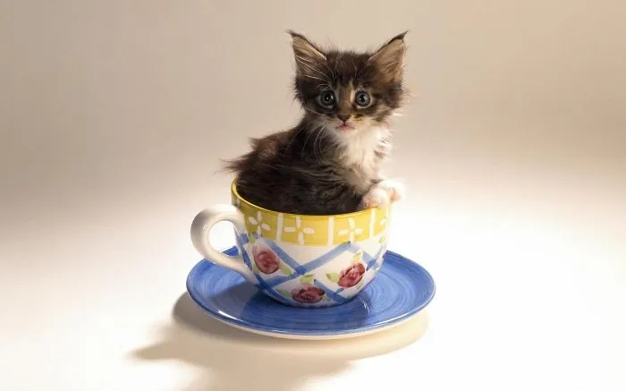 70 Cups Full Of Cuteness