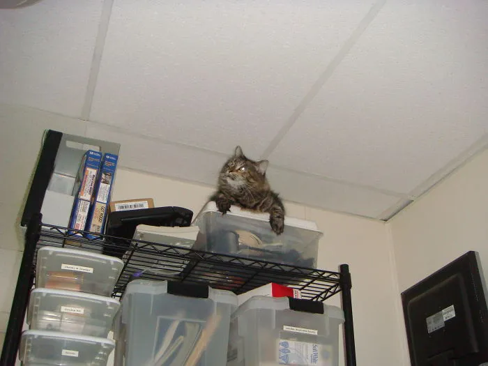 Ella The Shelf Cat