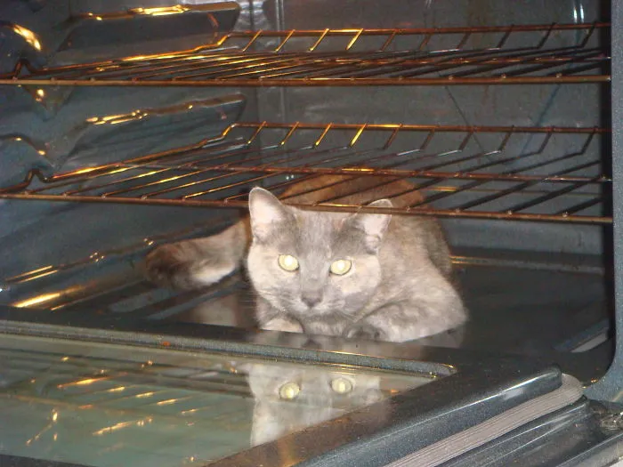 Sasha The Cat Who Likes To Help Clean