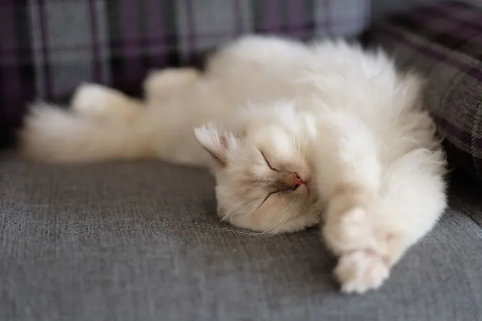 Igloo The Burman Cat