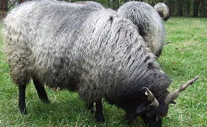 84 Animals With Majestic Hair