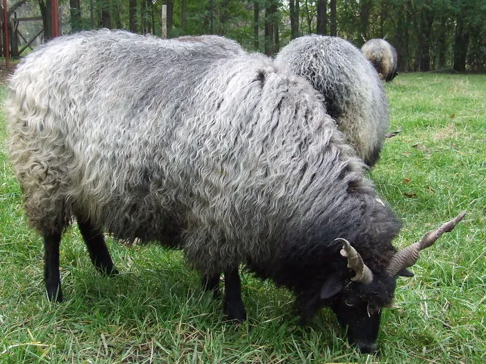 Racka