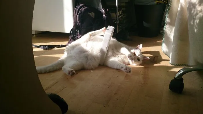 Jack, The Cat That Fails