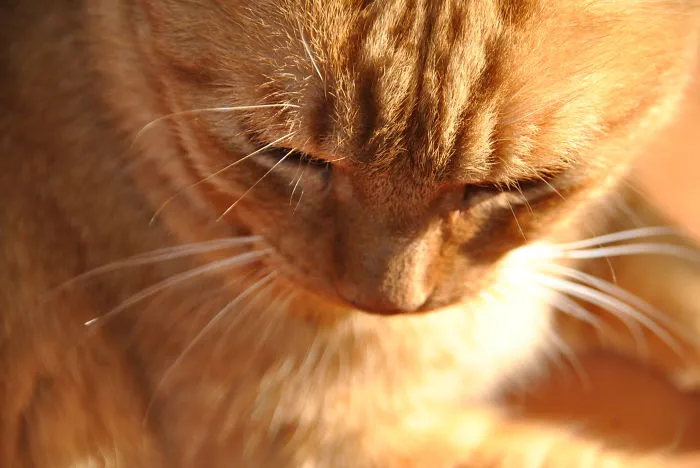 Fraisy, From Provence