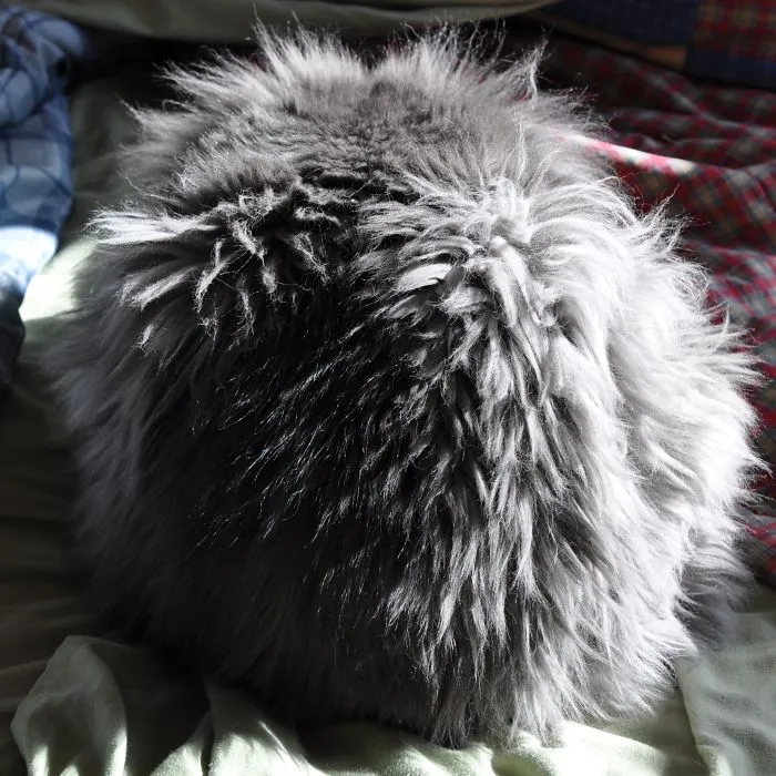 Our Cat, Sherman, 22 Pounds