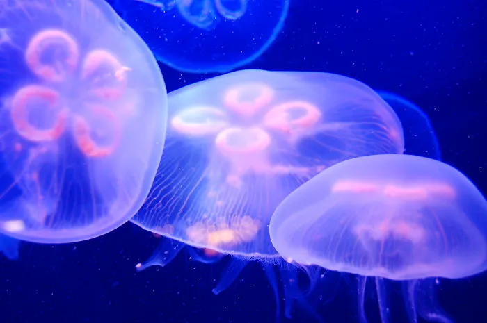 Moon Jelly (aurelia Aurita) - Monaco Aquarium