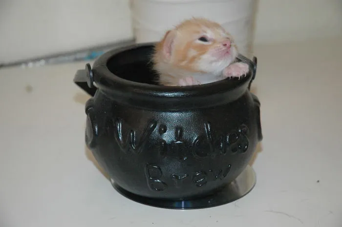 70 Cups Full Of Cuteness