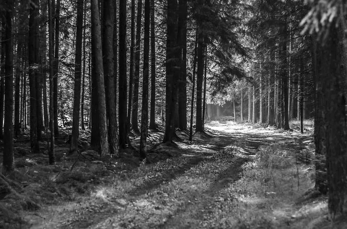 Bavaria Backwoods