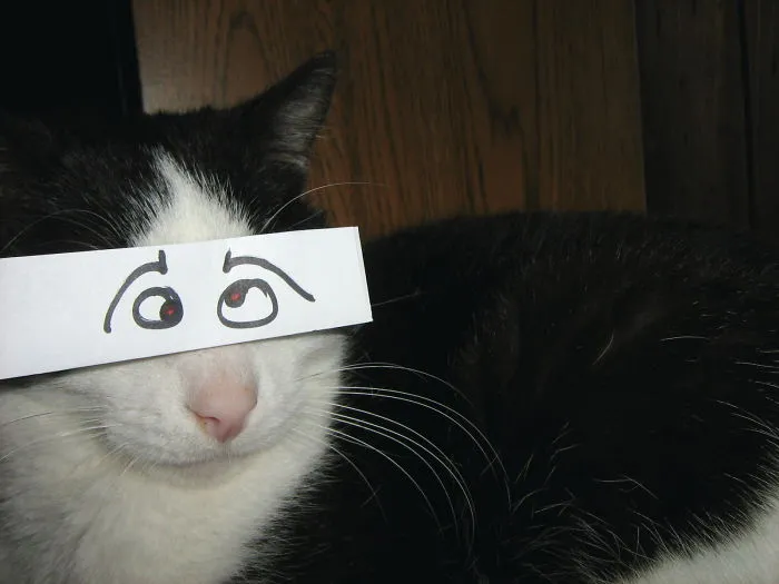 Cat Owners In Japan Are Giving Their Cats Funny Anime Eyes