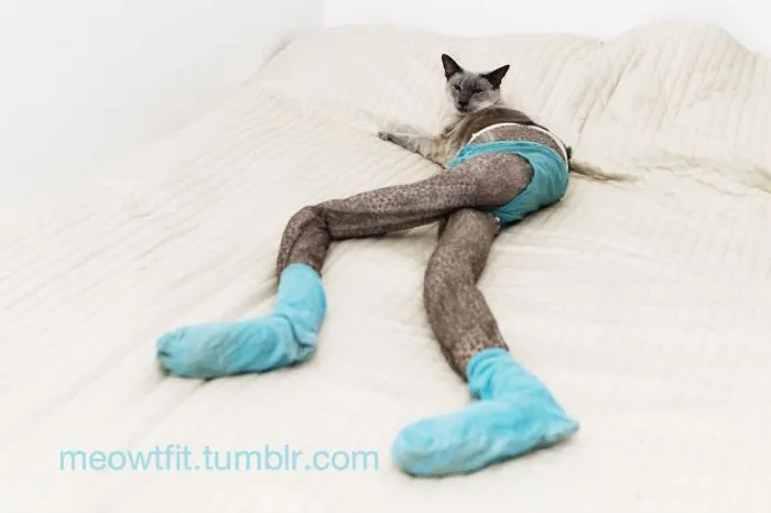 Gucci - The Original Cat In Tights