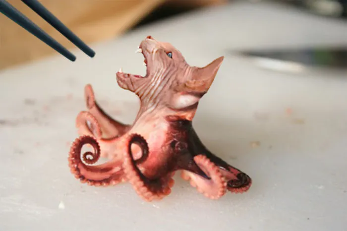 Hairless Octopuss