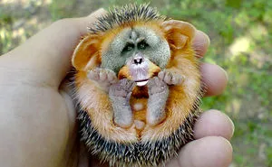 Challenge: Post Your Animal Hybrids
