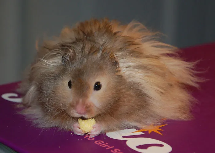 Henry The Hammie