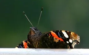 Challenge: Post Your Animal Hybrids