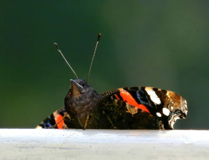 Butterflybird