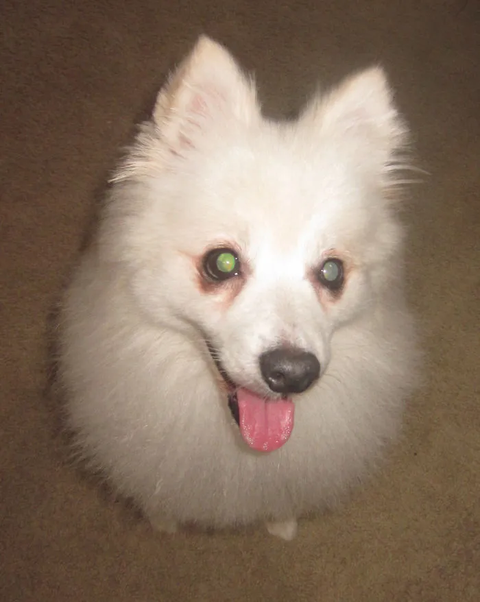 He's So Fluffy!  This Is After His Monthly Hair Cut...