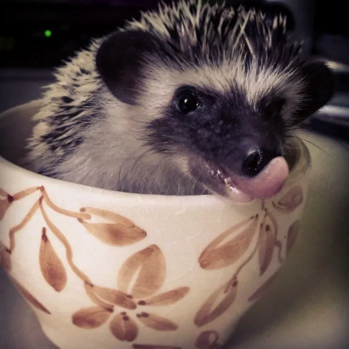 70 Cups Full Of Cuteness
