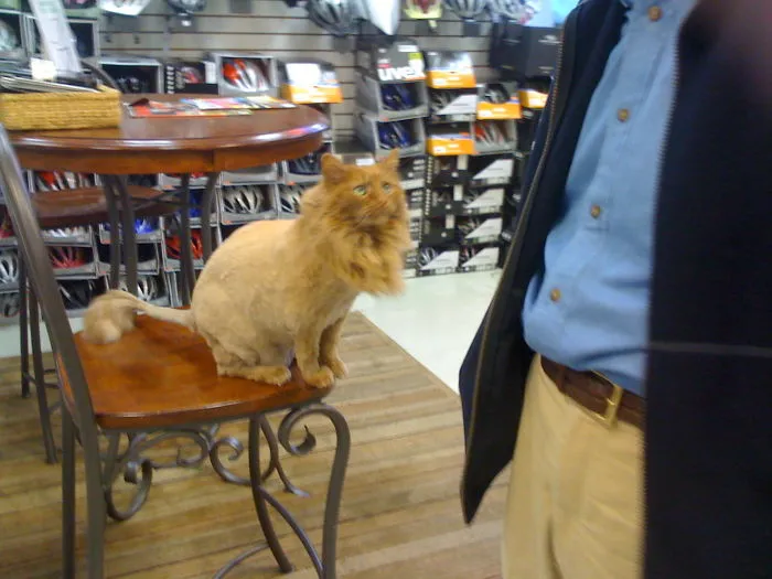 Baby Lion?